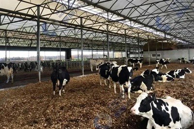 อาคารเหล็ก Cowshed ทันสมัย